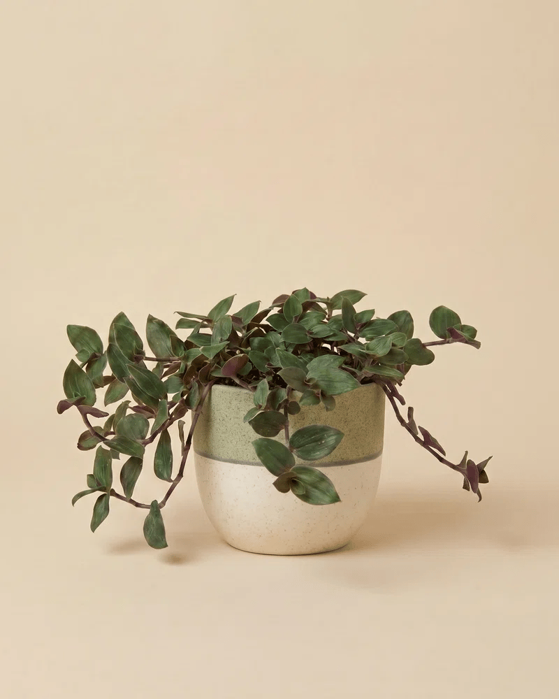 feey-tradescantia-bunny-bellies-dreimasterblume-hydro-zimmerpflanze image 5
