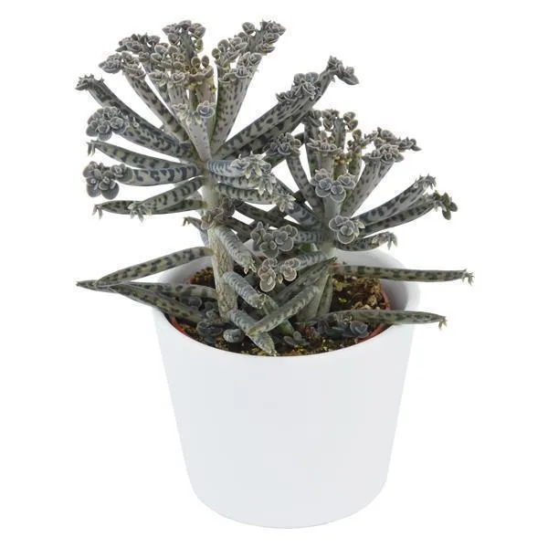 pasiora-kalanchoe-tubiflora-sukkulente-6cm-topf image 1