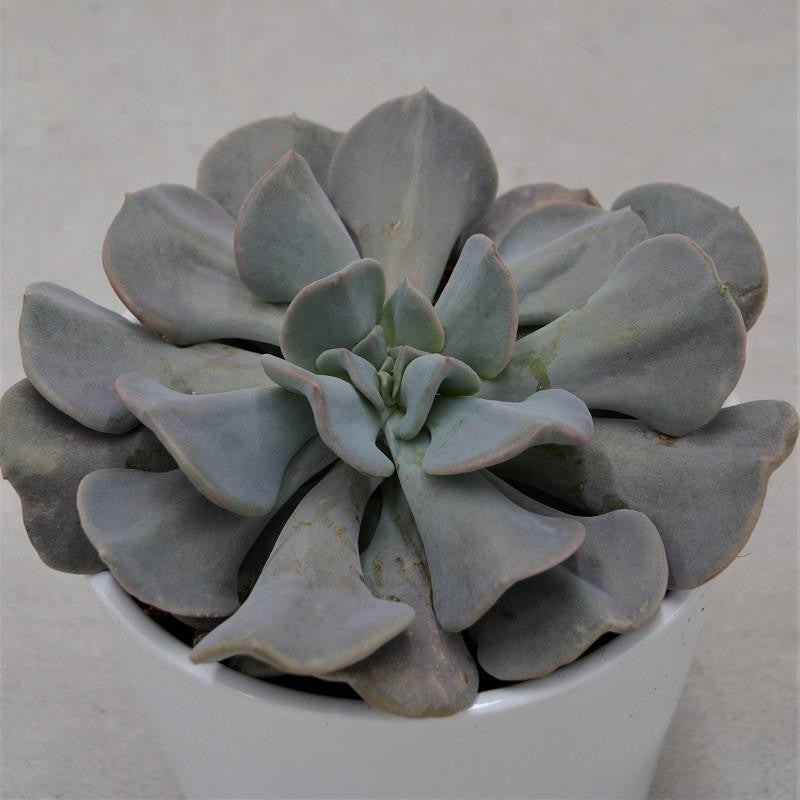 pasiora-echeveria-cubic-frost-sukkulente-12cm-topf image 1