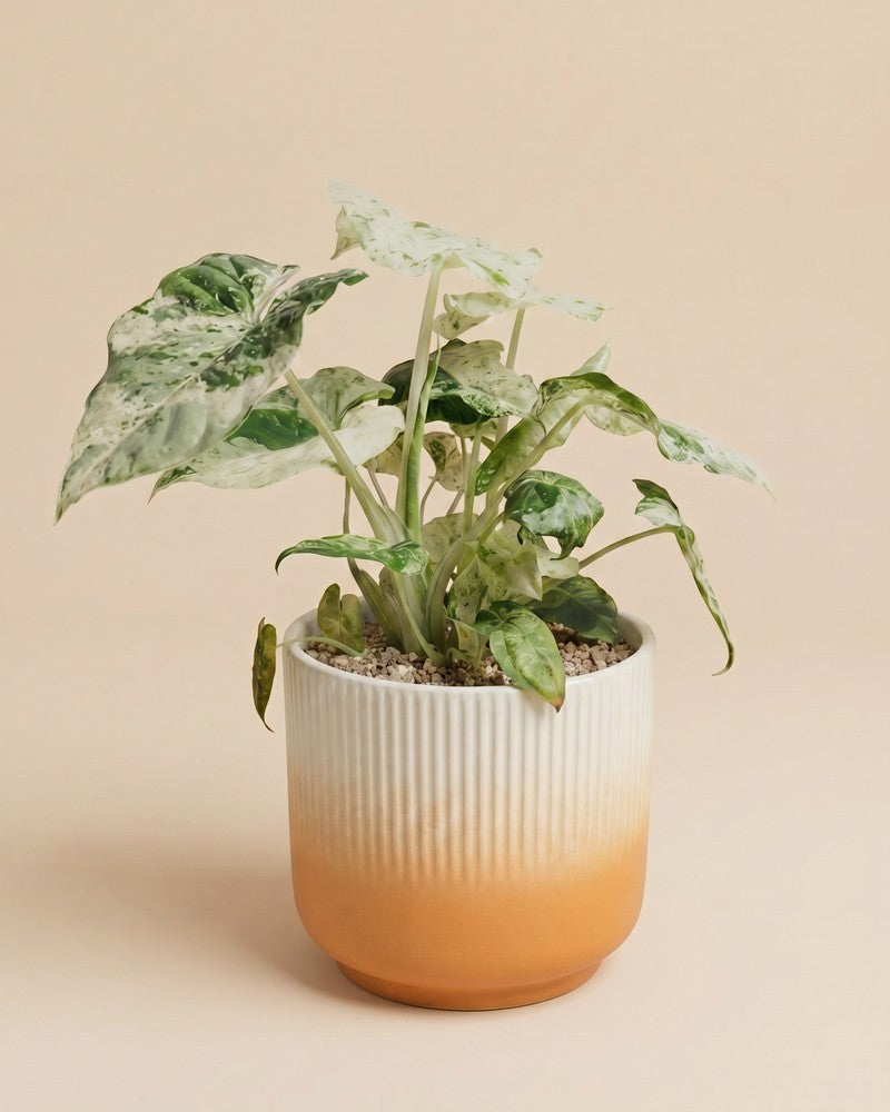 feey-alocasia-macrorrhiza-splash-zimmerpflanze-klein image 7