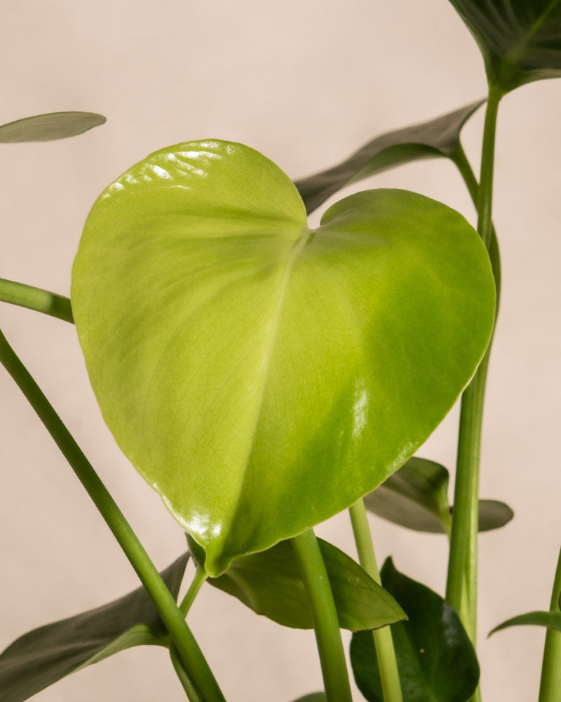feey-trio-infernale-pflanzenset-monstera-deliciosa-gl-cksfeder-herzblatt image 8