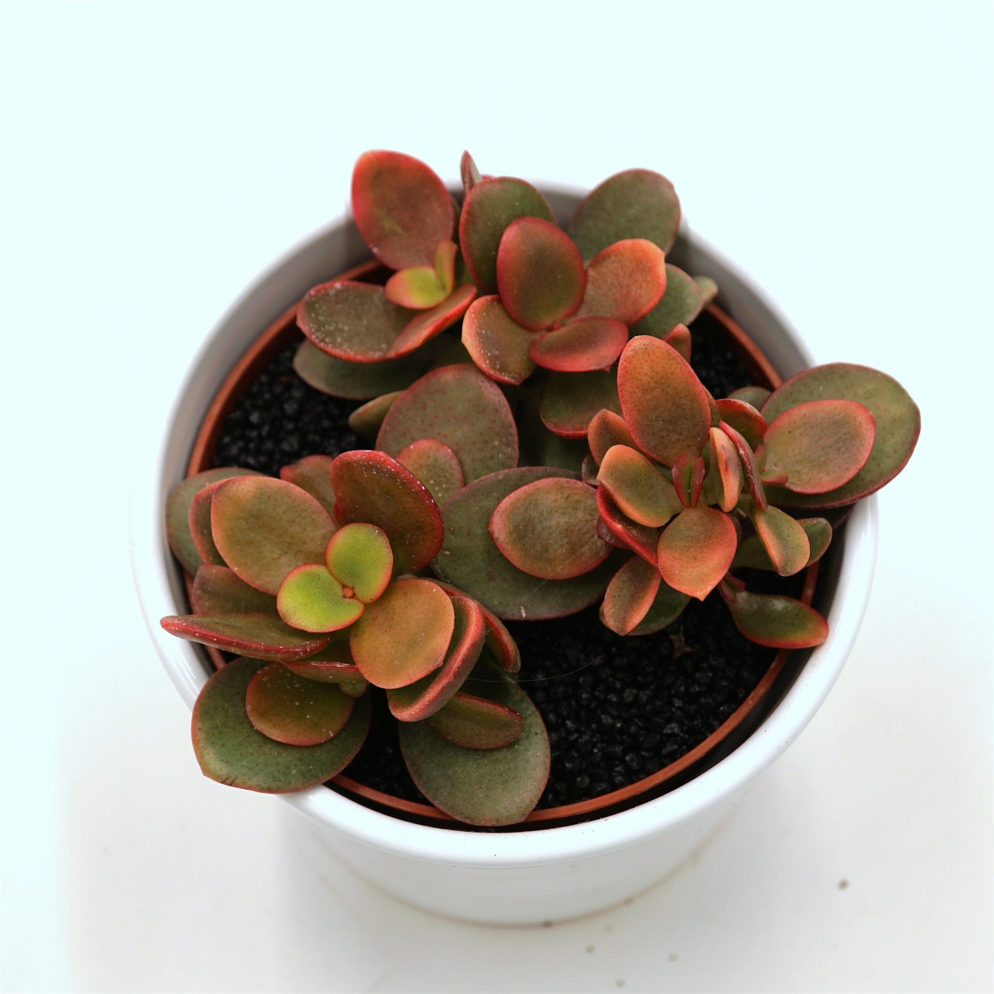 pasiora-crassula-ovata-indian-summer-sukkulente-10-5-cm-topf image 1