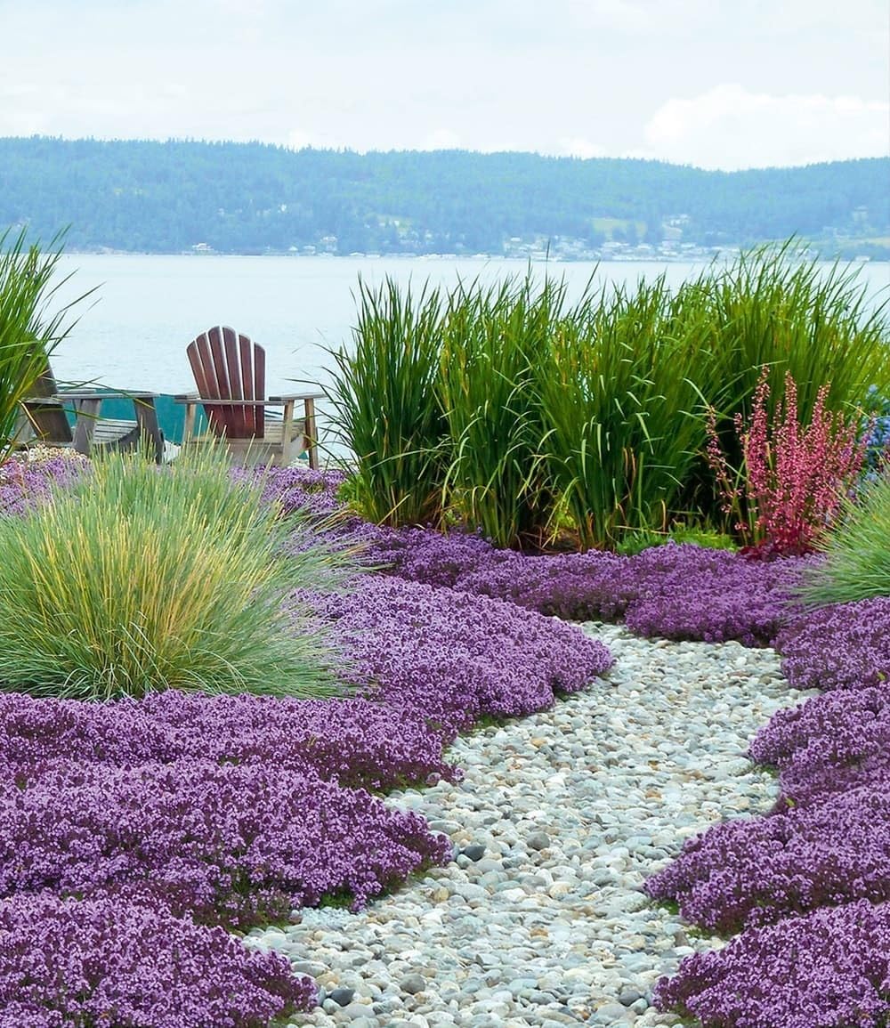 baldur-garten-bodendecker-nelke-vivid-3x-im-9x9-cm-topf image 8