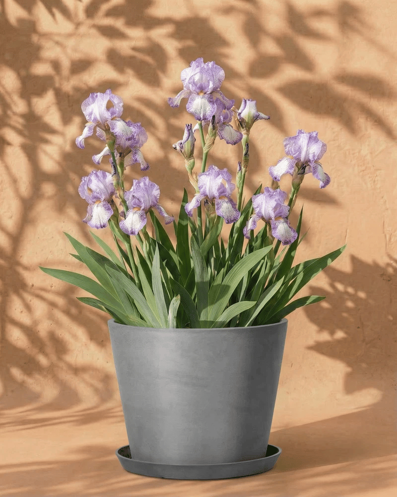 feey-iris-wei-violett-iris-germanica image 6