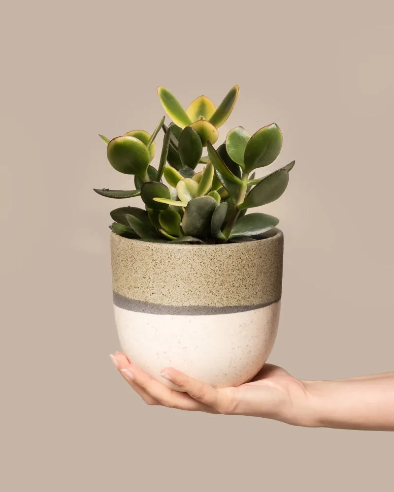 feey-geldbaum-panaschiert-crassula-ovata-topf-14 image 1
