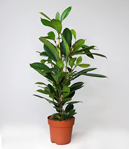 baldur-garten-afrikanischer-feigenbaum-zimmerpflanze-ca-100-cm-im-21-cm-topf image 8