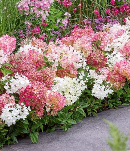 baldur-garten-niedrige-hortensie-groundbreaker-pflanze-im-14-cm-topf image 4
