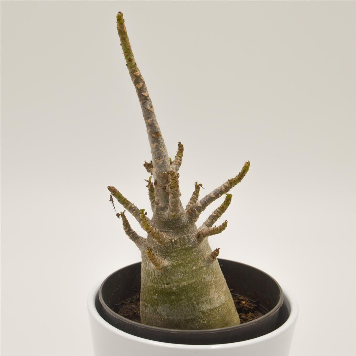 pasiora-adenium-thai-temple-w-stenrose-12cm-topf image 1