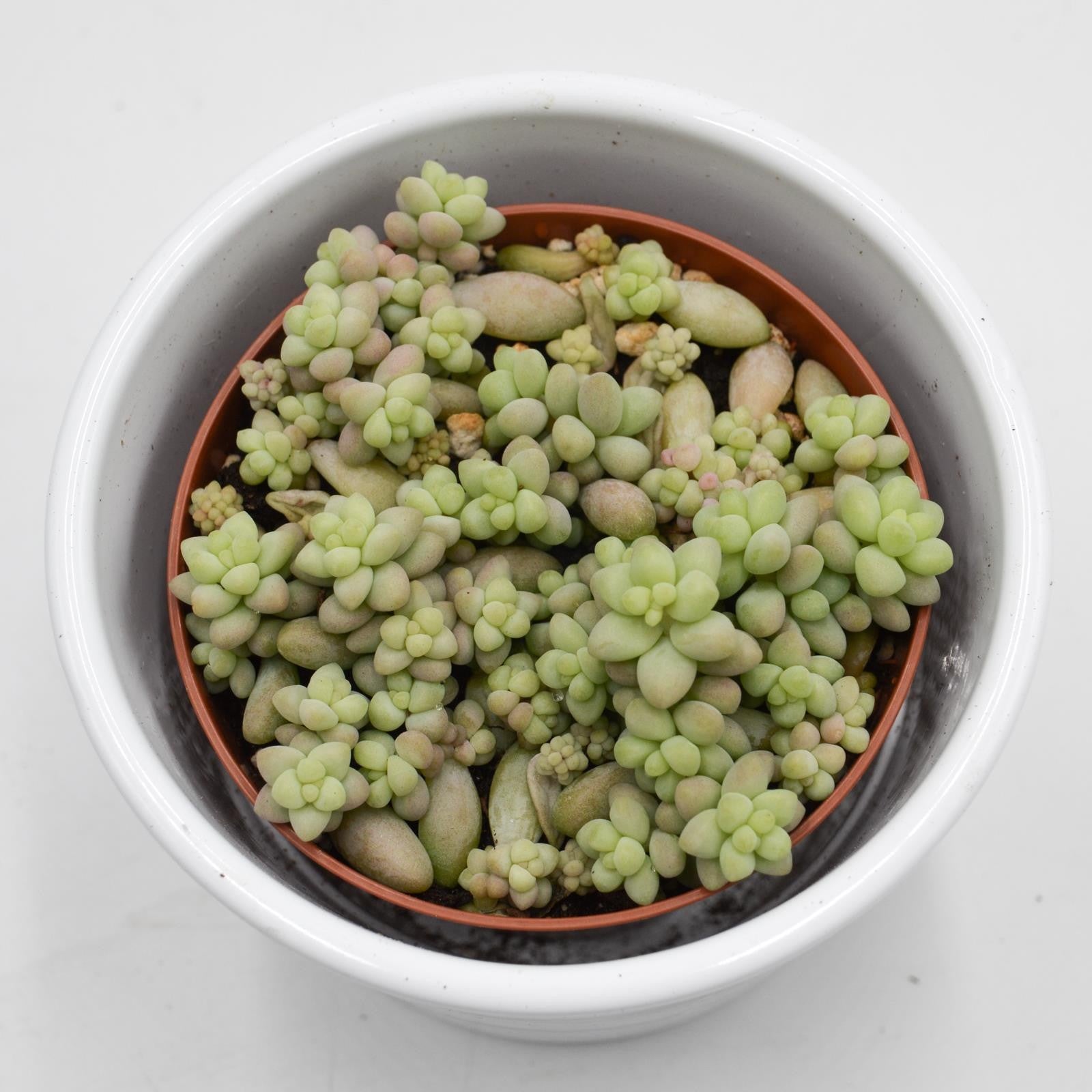 pasiora-sedum-burrito-h-ngende-sukkulente-8-5cm image 2