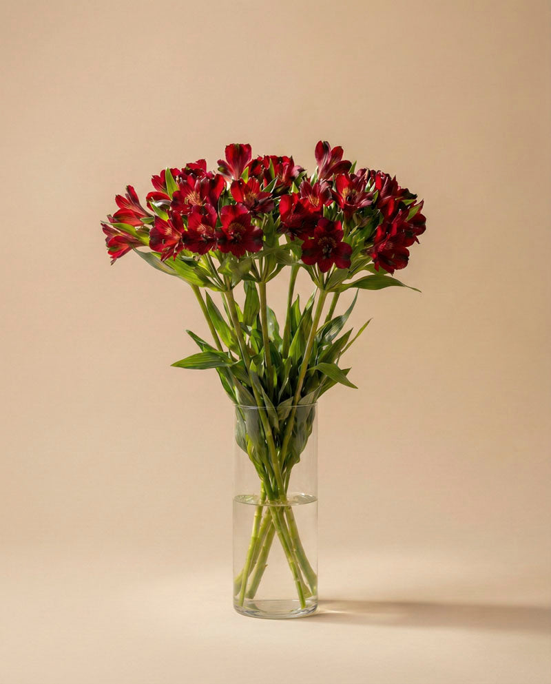 feey-alstroemeria-rot-schnittblumen image 5