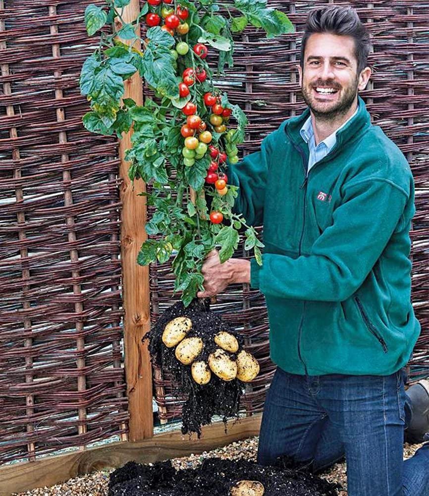 baldur-garten-tomtato-tomoffel-tomaten-kartoffel-pflanze-10-5-cm-topf image 5