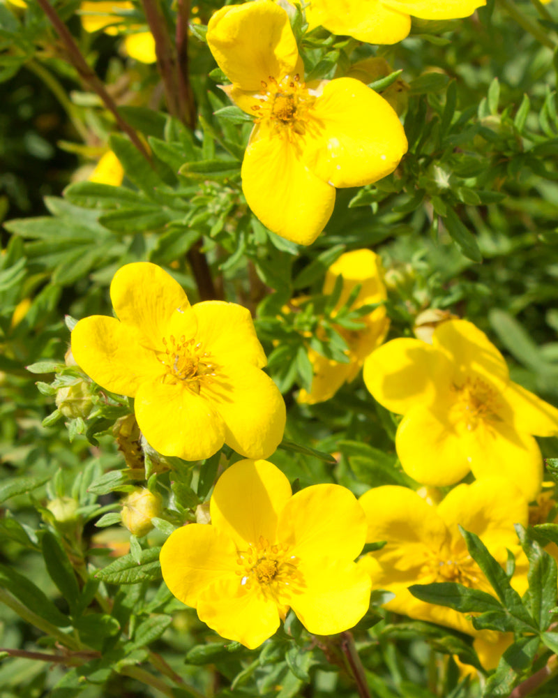 feey-gelber-fingerstrauch-potentilla-goldfinger image 2