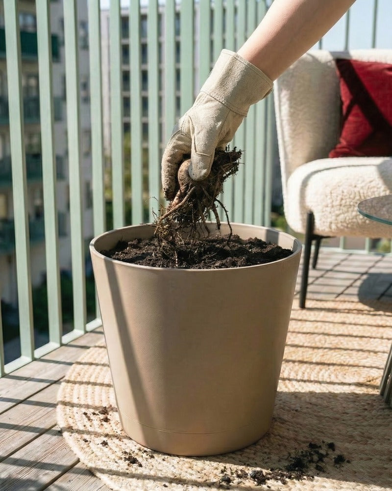 feey-iris-violett-rhizome-f-r-garten-und-balkon image 8