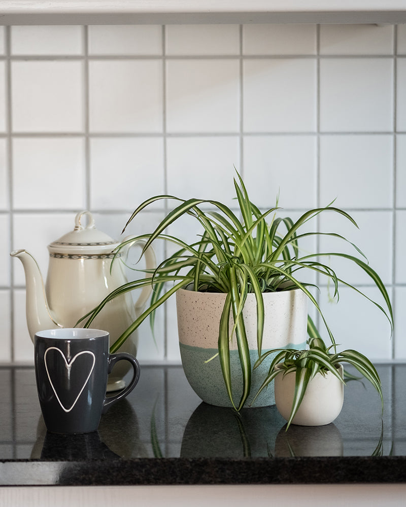 feey-familienzuwachs-set-4er-pflanzenset-philodendron-gr-nlilie image 8