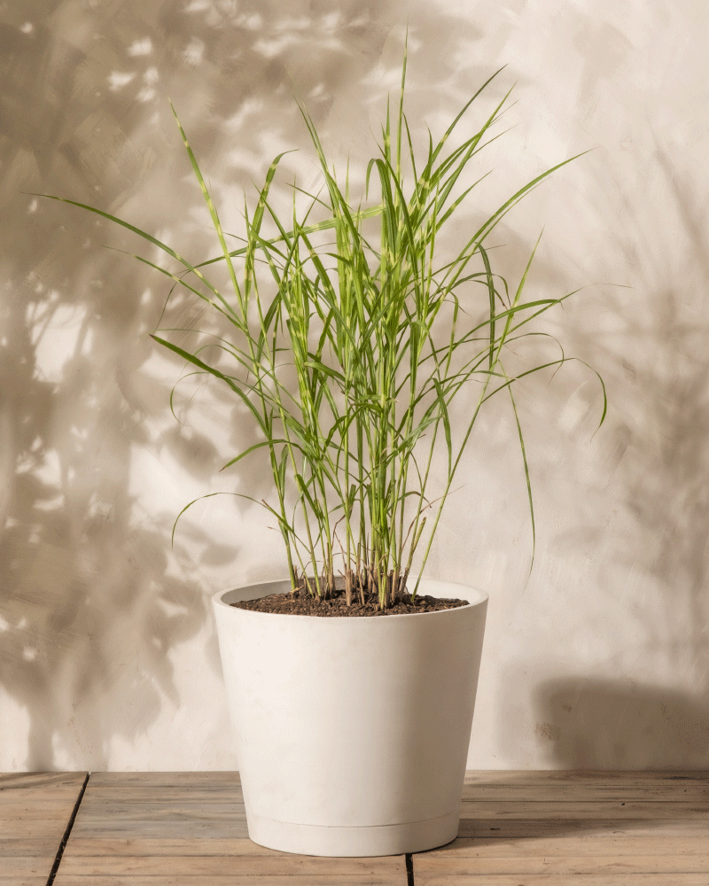 feey-miscanthus-sinensis-strictus-stachelschweingras-1-2-m image 4