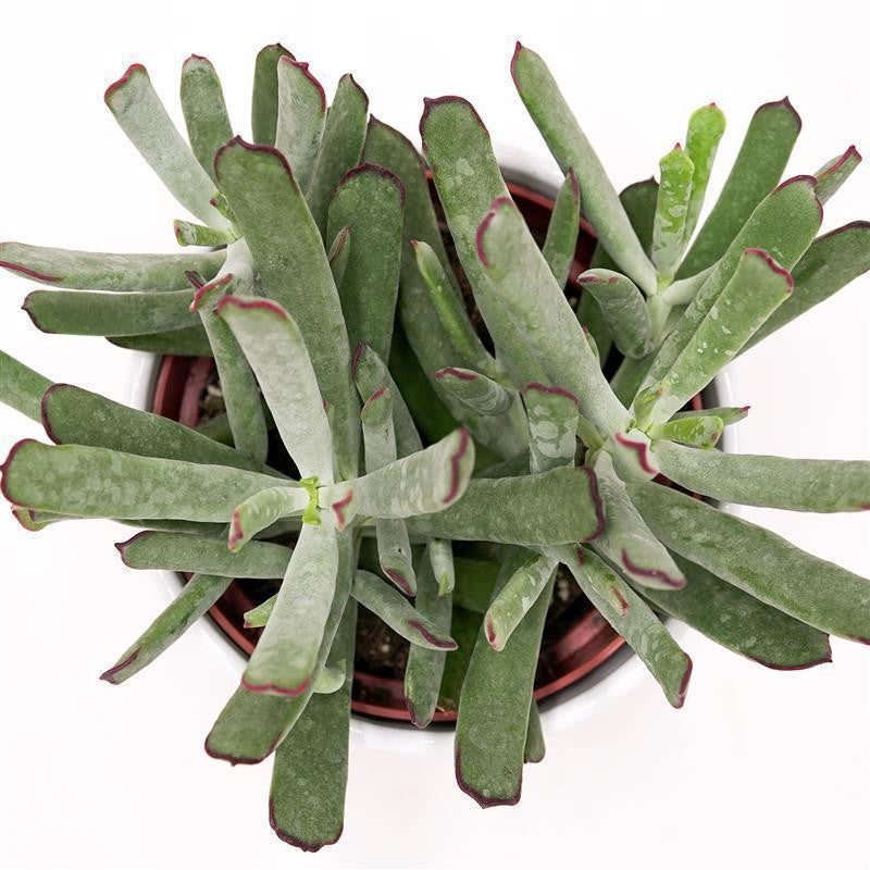 pasiora-cotyledon-octopus-sukkulente-12cm-topf image 2