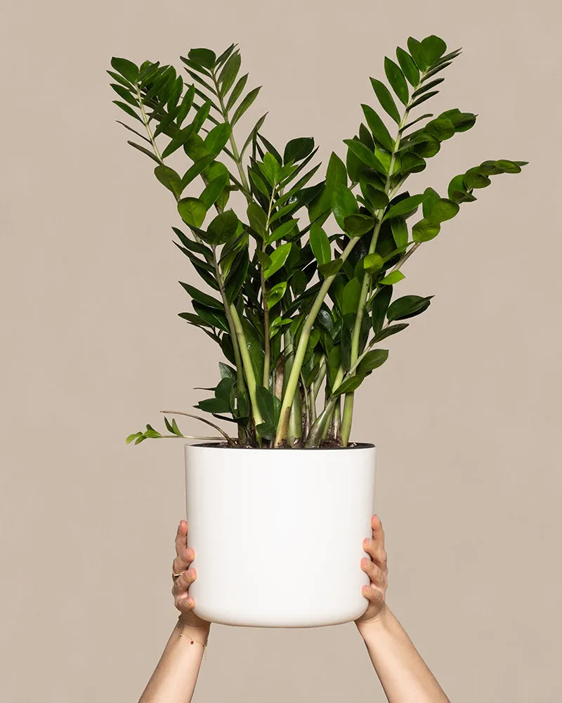 feey-gro-e-gl-cksfeder-zamioculcas-zamiifolia-zimmerpflanze image 1