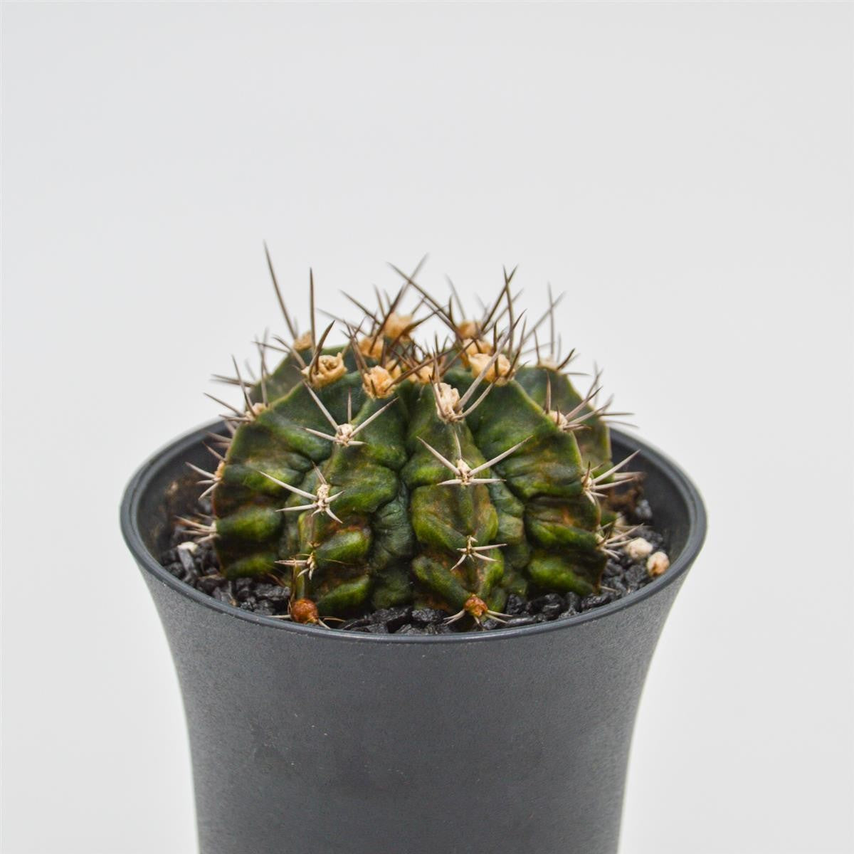 pasiora-gymnocalycium-mihanovichii-t-rex-sukkulente-8-cm image 1