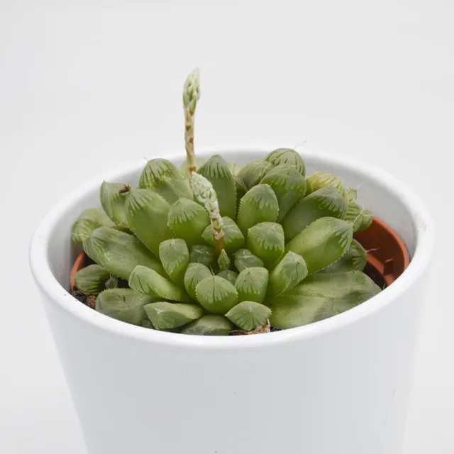 pasiora-haworthia-cooperi-var-obtusa-sukkulente-10-5cm image 1