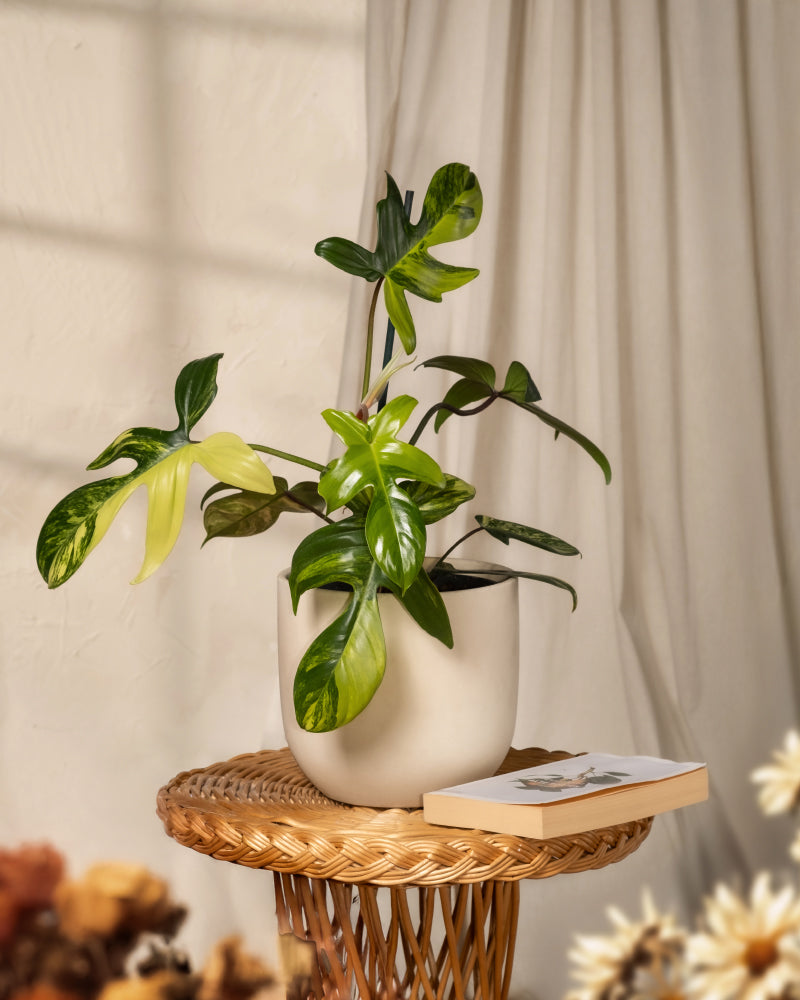 feey-philodendron-florida-beauty-rarit-t-zimmerpflanze image 4