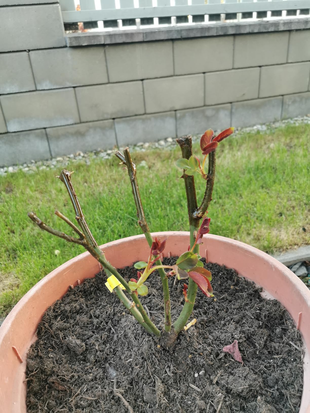 Traumhafte Farbe