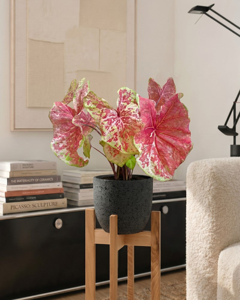feey-caladium-raspberry-moon-gro-e-zimmerpflanze image 2