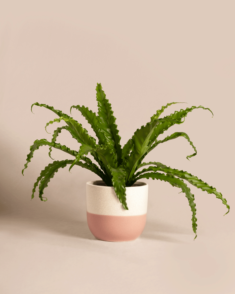 feey-gewellter-nestfarn-asplenium-nidus-zimmerpflanze-mittel image 5