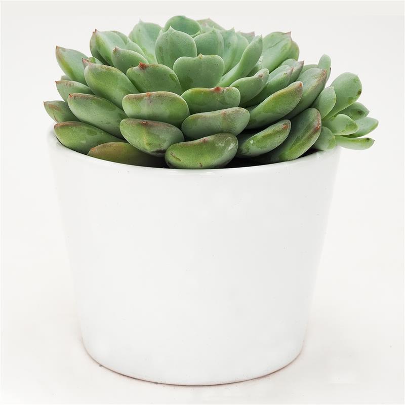pasiora-echeveria-garoto-rosetten-sukkulente-10-5cm image 3