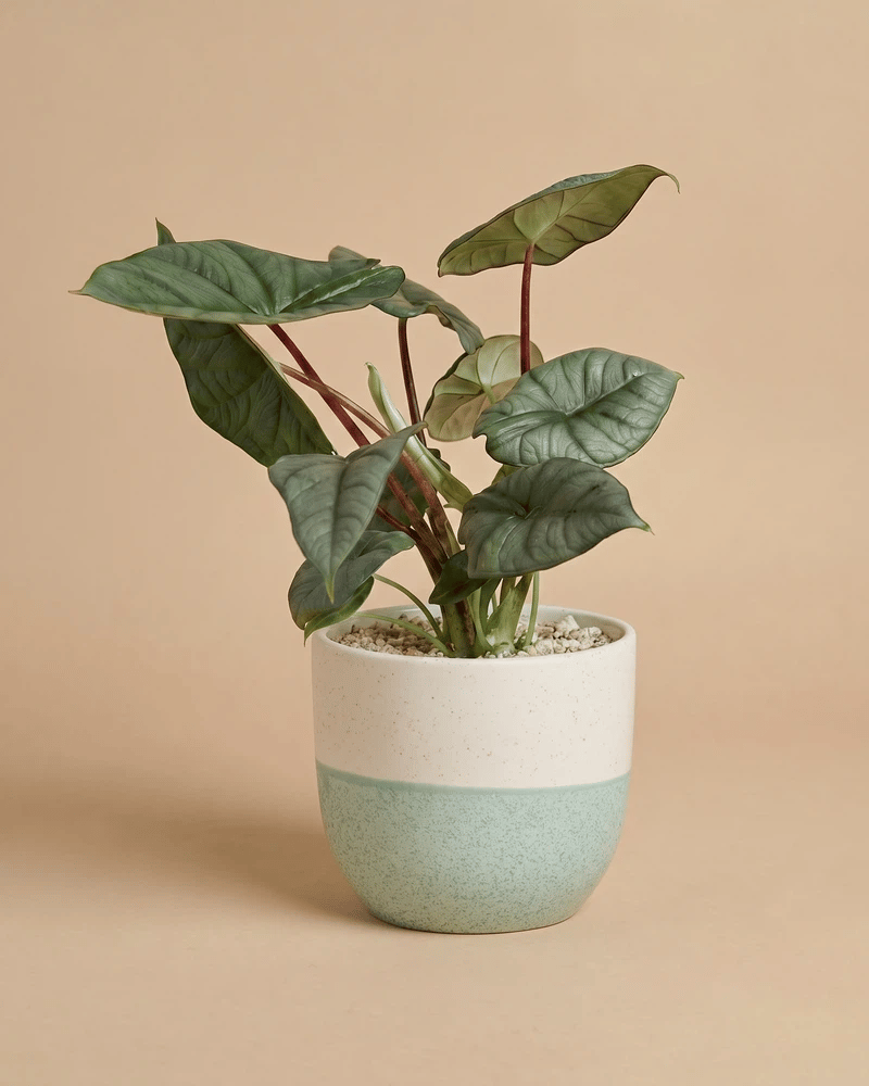 feey-alocasia-silver-nebula-rarit-t-hydro-zimmerpflanze-klein image 5