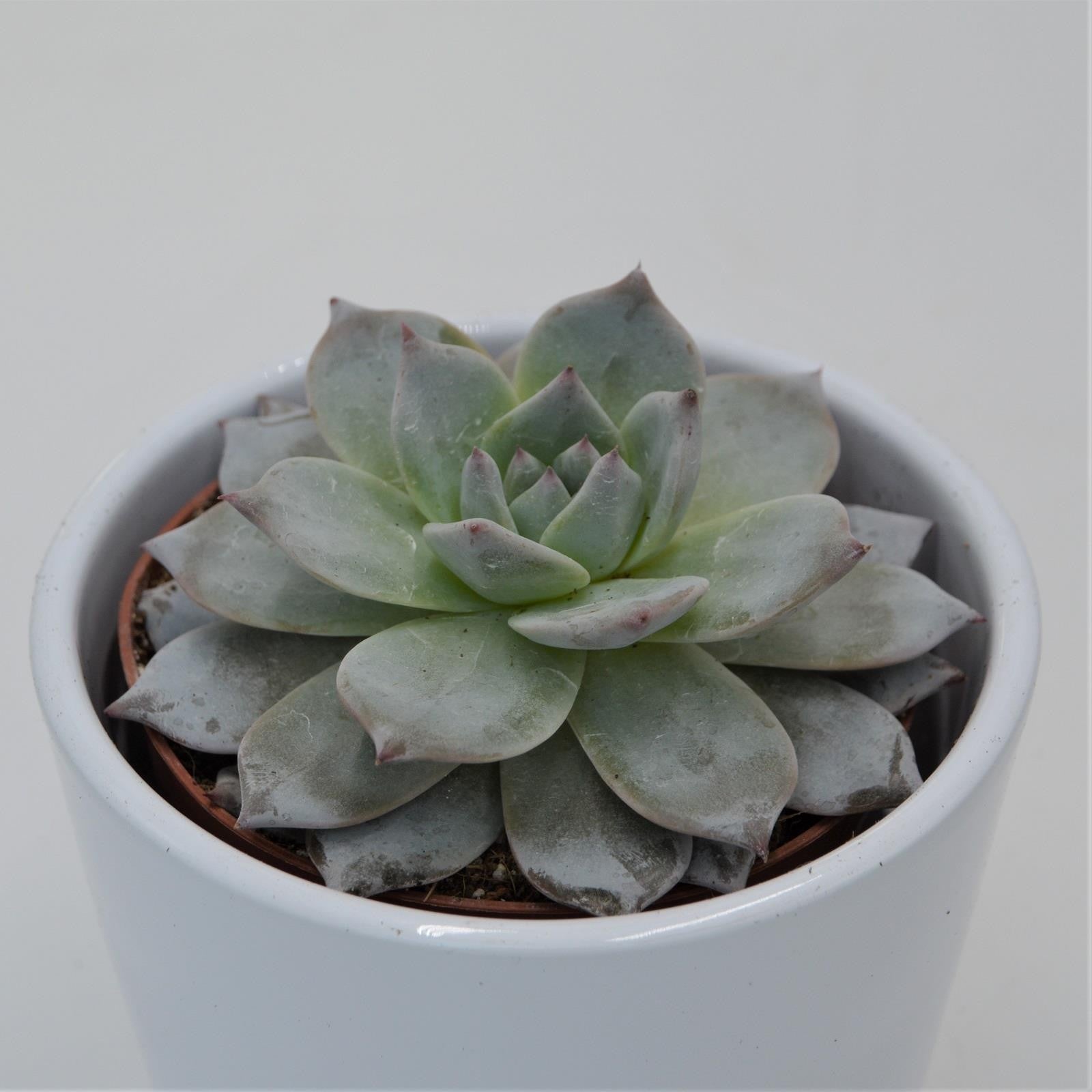 pasiora-echeveria-blue-bird-sukkulente-8-5-cm-topf image 2