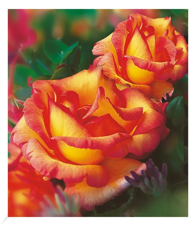 baldur-garten-delbard-kletterrose-parure-d-or-wurzelnackt image 1