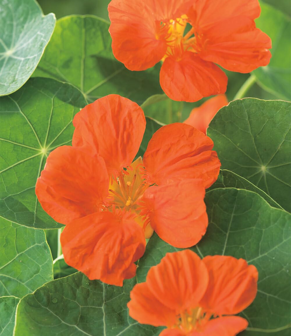 baldur-garten-bio-kapuzinerkresse-im-12-cm-topf image 3