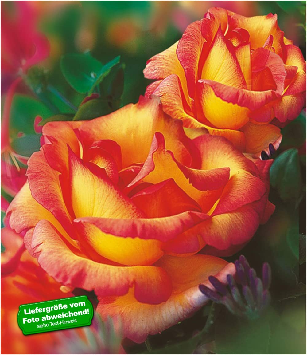 baldur-garten-delbard-kletterrose-parure-d-or-wurzelnackt image 2