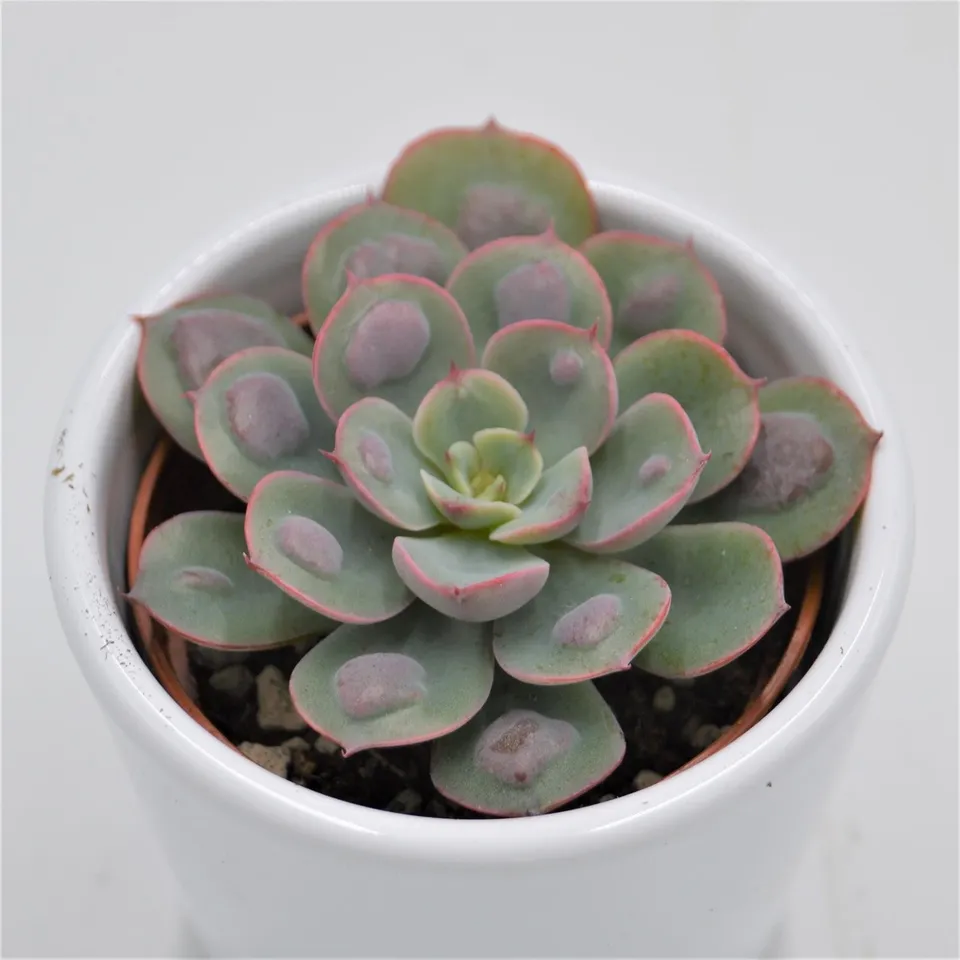 pasiora-echeveria-raindrop-tropfen-echeverie-6cm image 1