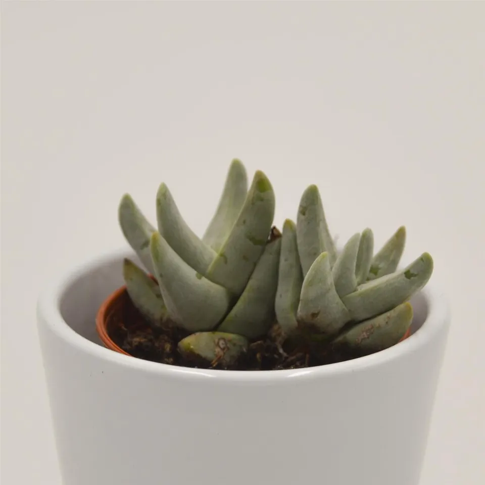 pasiora-crassula-cornuta-sukkulente-5-5cm-topf image 1