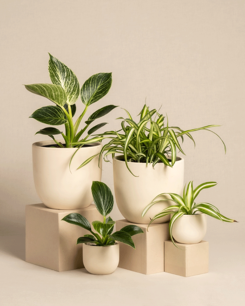 feey-familienzuwachs-set-4er-pflanzenset-philodendron-gr-nlilie image 6