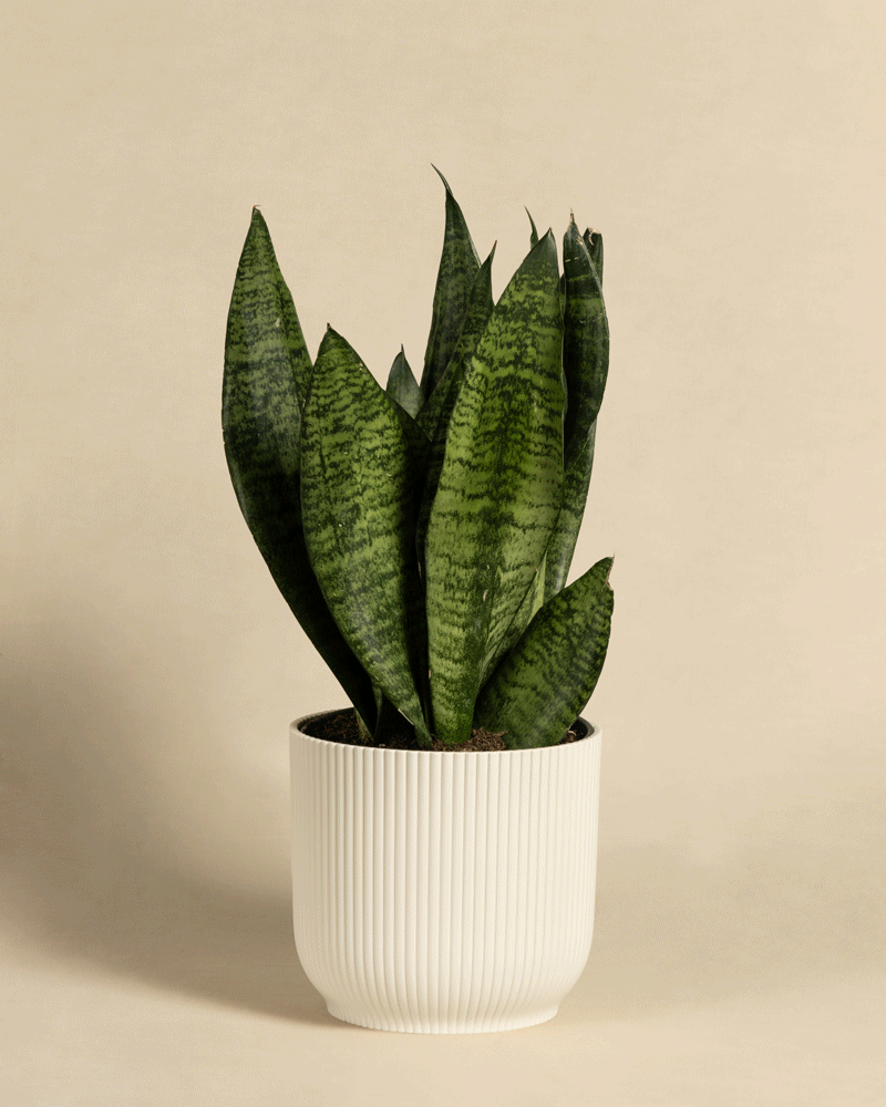 feey-gr-ne-schwiegermutterzunge-sansevieria-klein image 7