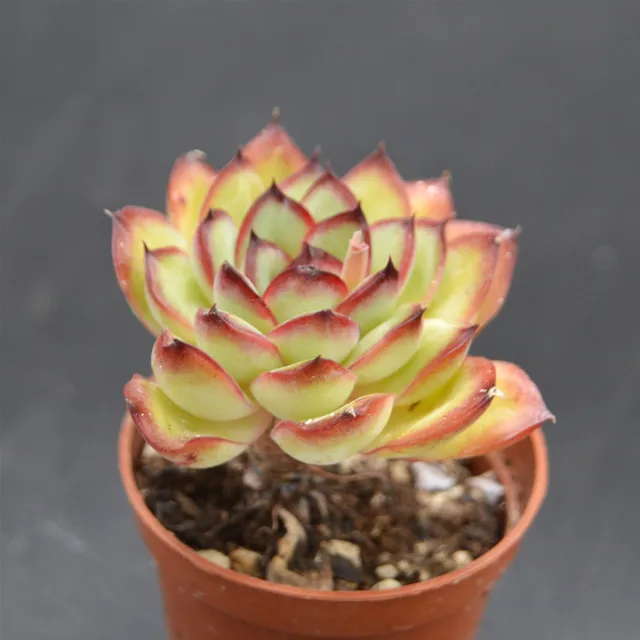 pasiora-echeveria-poldensis-rarit-t-einzelst-ck image 1