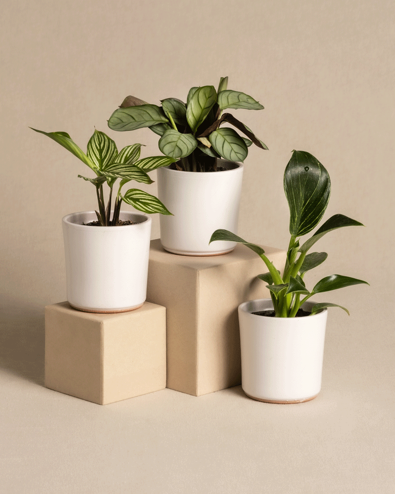 feey-babypflanzen-f-rs-badezimmer-3er-set-philodendron-white-measure-calathea-vi image 5