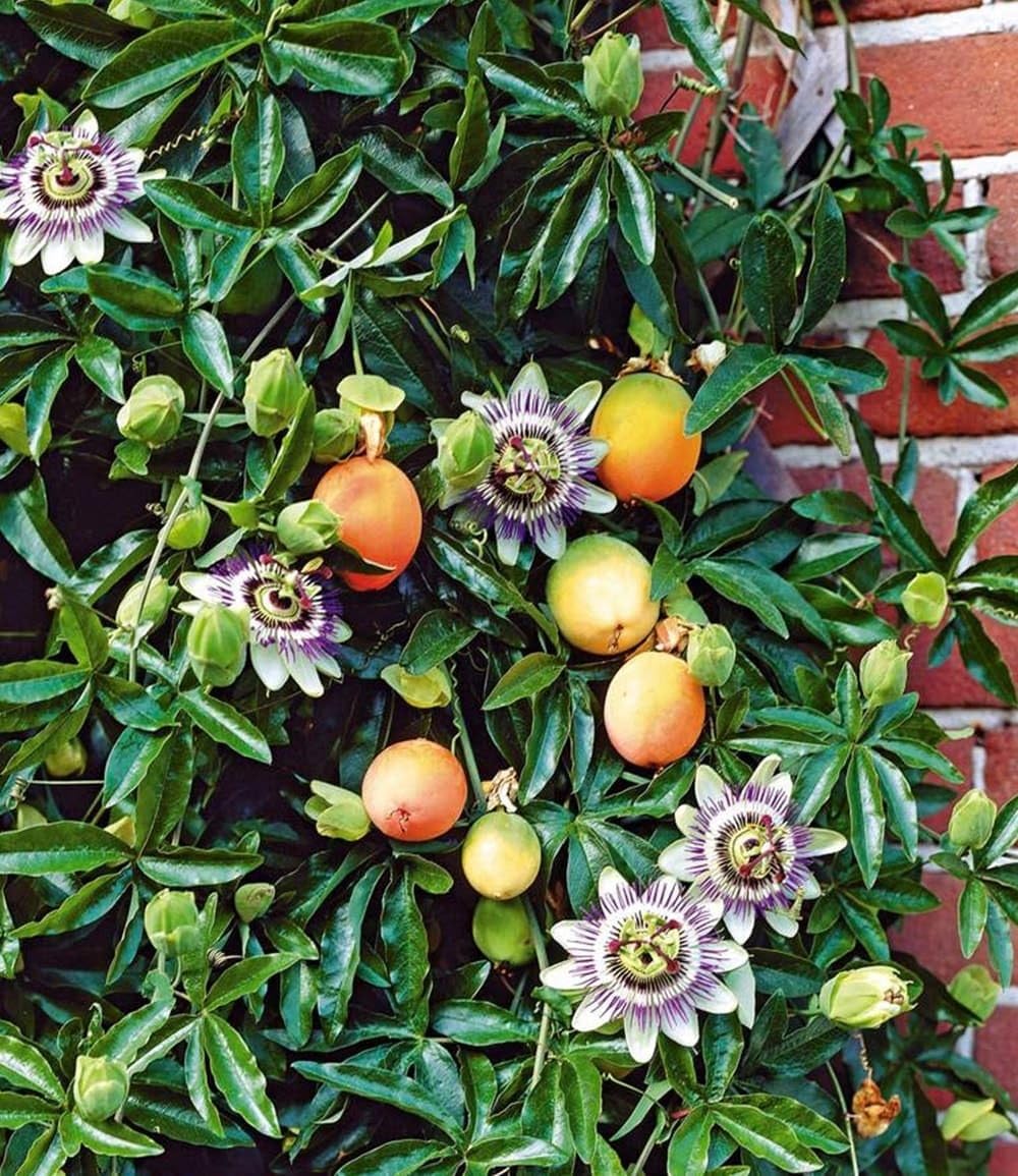 baldur-garten-exotische-maracuja-pflanze-passiflora-edulis-im-9x9-cm-topf image 1