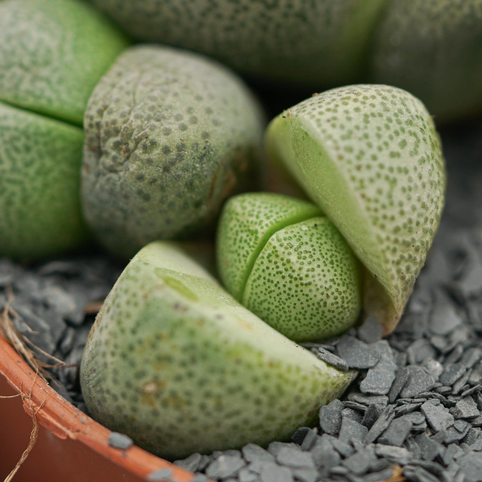 pasiora-pleiospilos-nelii-lebender-stein-8-5cm-topf image 6