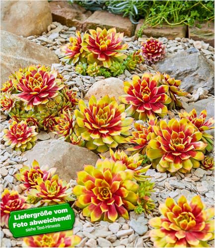 baldur-garten-sempervivum-gold-nugget-im-12-cm-xl-topf image 8