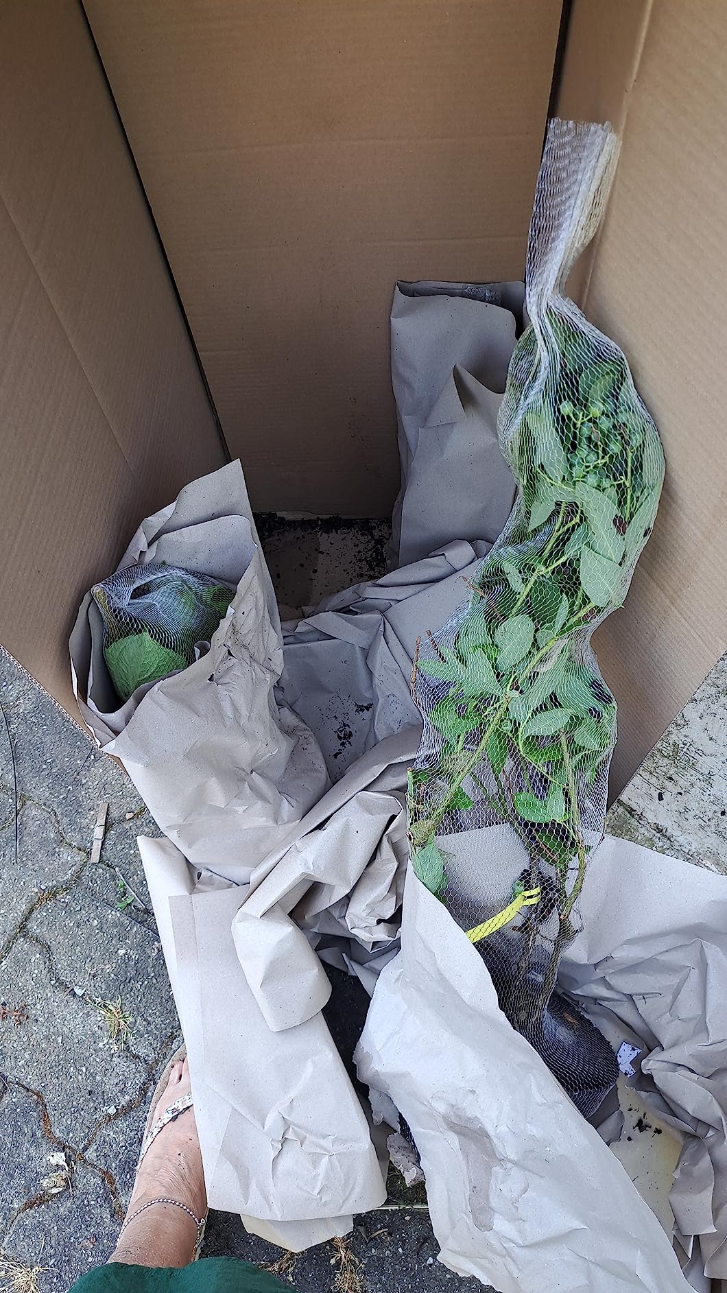 Kleine Pflanze, große Wirkung