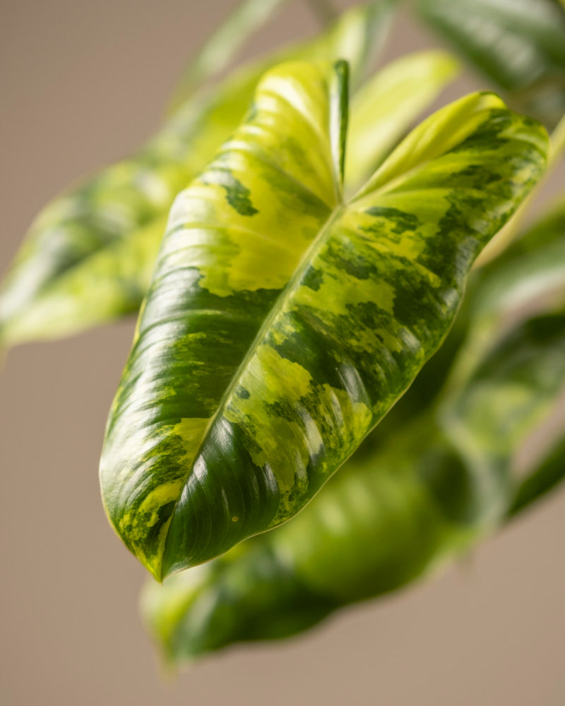 feey-philodendron-burle-marx-variegata-rarit-t-40-50-cm image 2