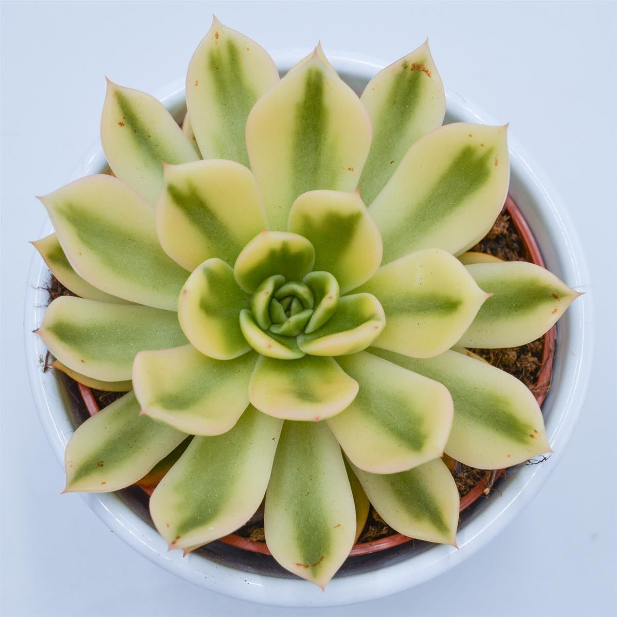 pasiora-echeveria-agavoides-mira-f-variegata-10-5-cm-topf image 1