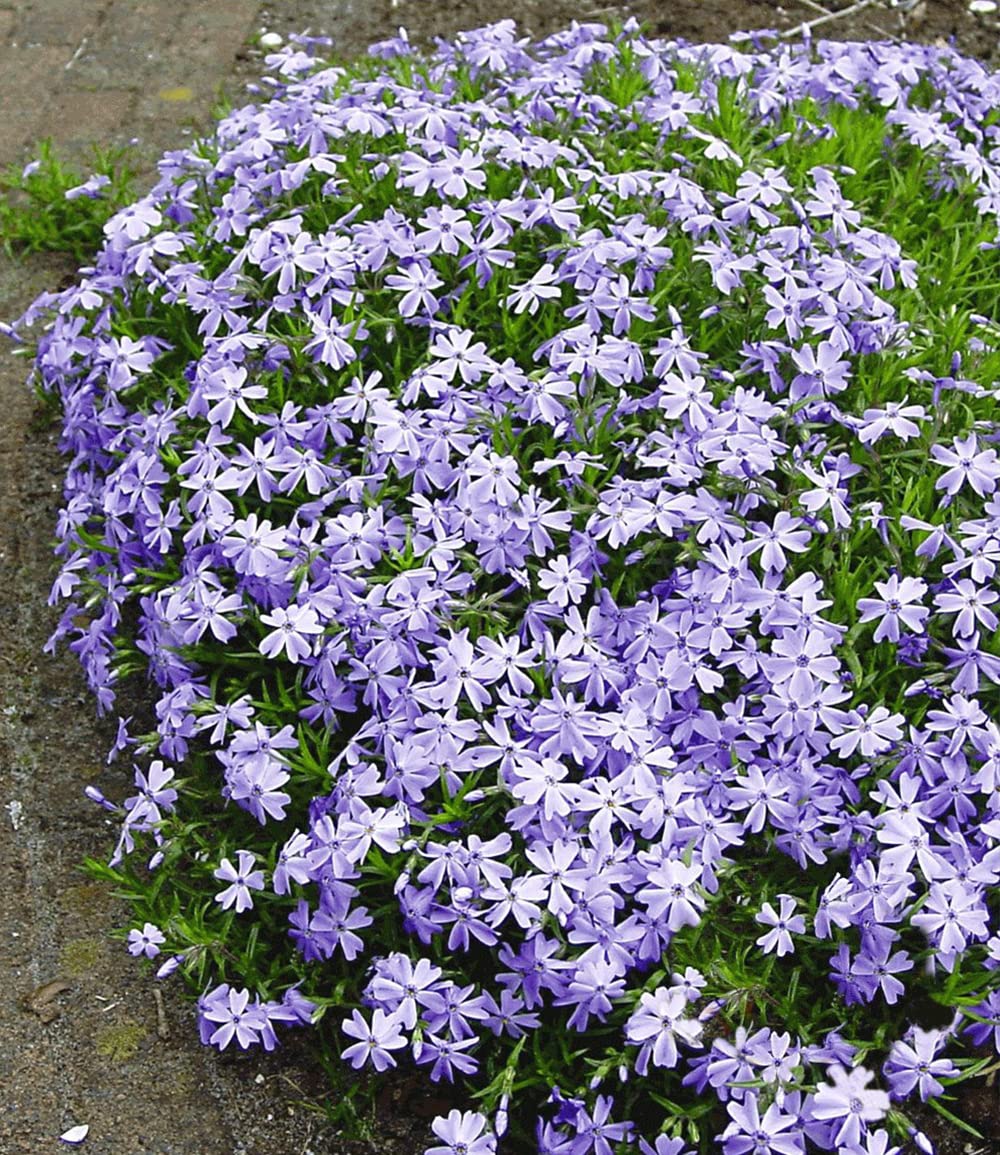 baldur-garten-roter-teppich-phlox-3x-stauden-im-9x9-cm-topf image 4