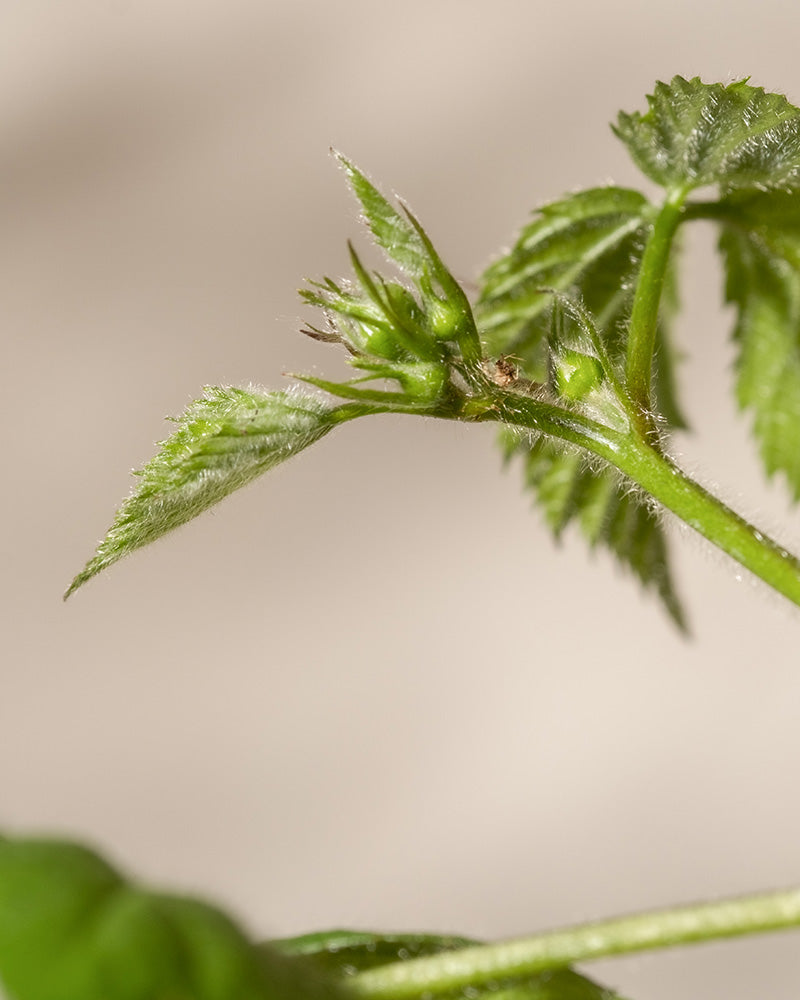 feey-brombeere-black-satin-rubus-fruticosus image 8