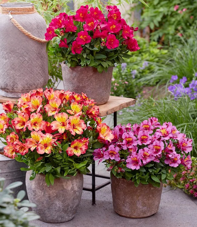 baldur-garten-winterharte-alstroemeria-incalys-3-pflanzen image 1