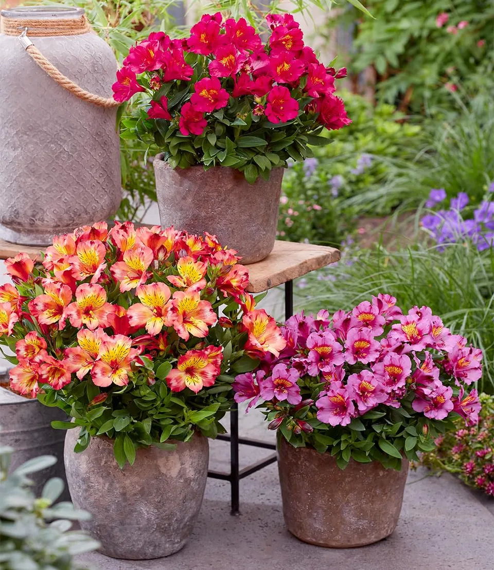 baldur-garten-winterharte-alstroemeria-incalys-3-pflanzen image 1