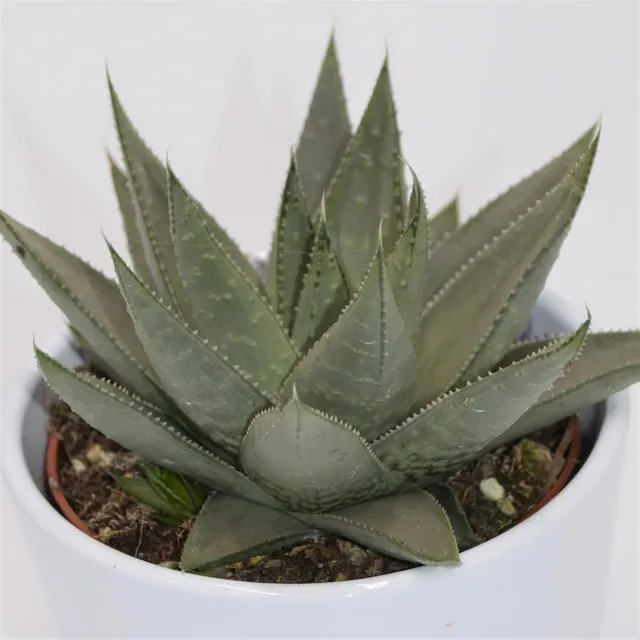 pasiora-haworthia-savanna-sukkulente-10-5cm image 1